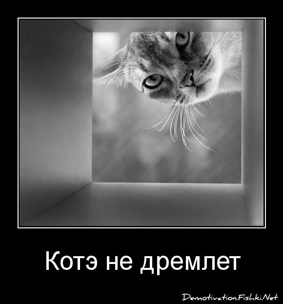 Котэ не дремлет