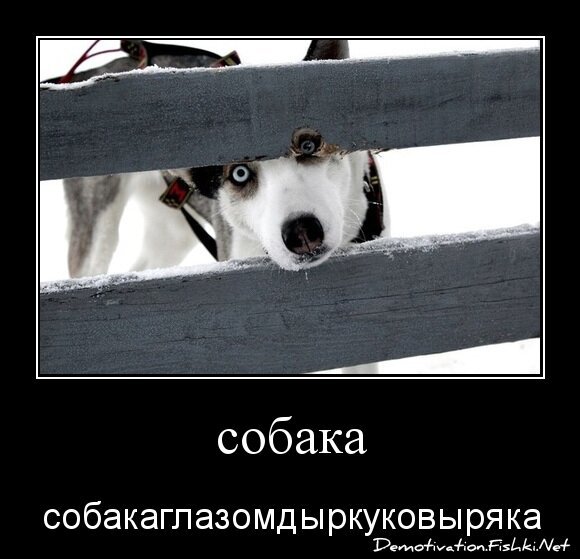 собака