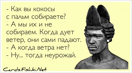 - Как вы кокосы с пальм собираете? - А мы их и не...