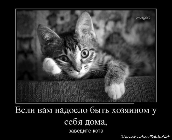 Смешной демотиватор от zubrilov за 23.11.2012 №137495
