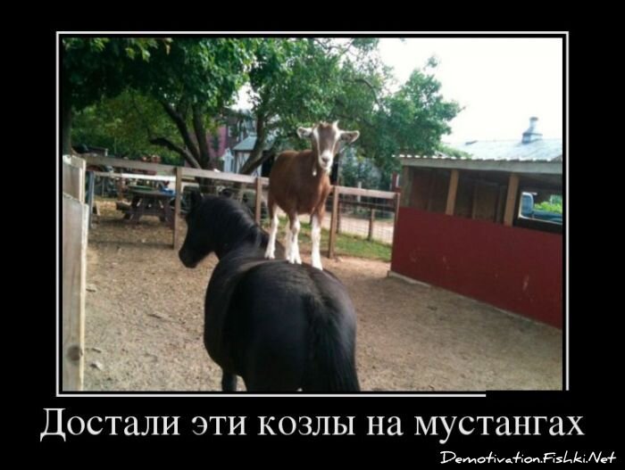 Демотиватор