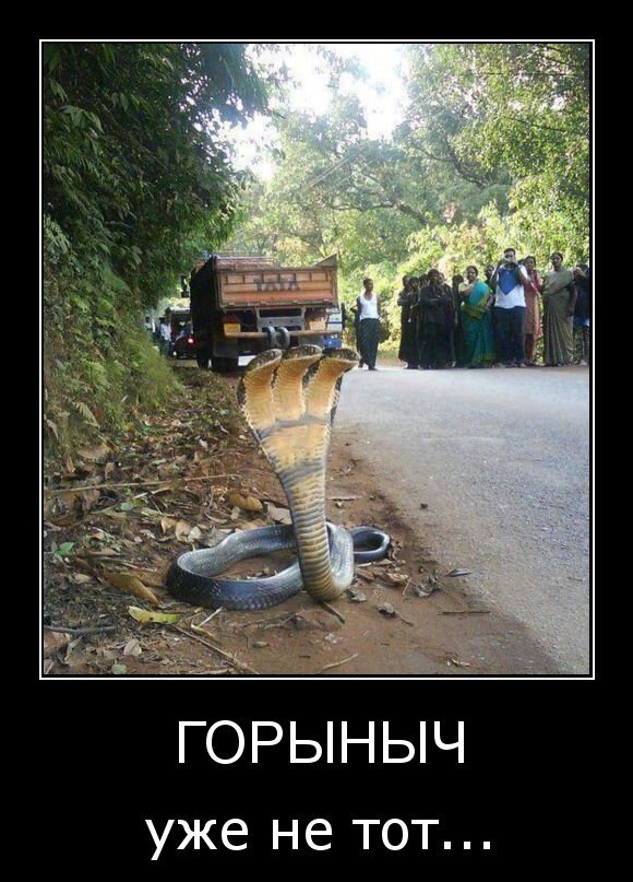 Горыныч