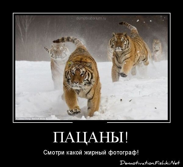 Смешной демотиватор от zubrilov за 12.12.2012 №139825