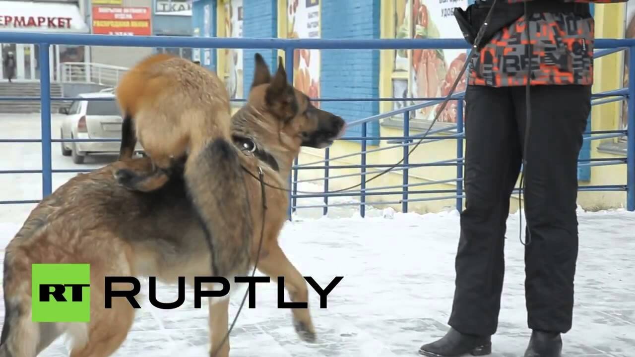 В одной из квартир Новосибирска живет одомашненная лиса 