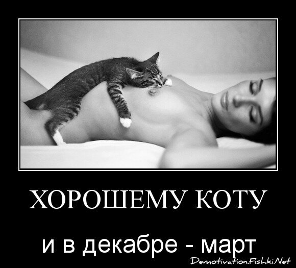 хорошему коту