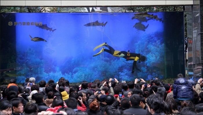 В Китае лопнул аквариум (11 фото)