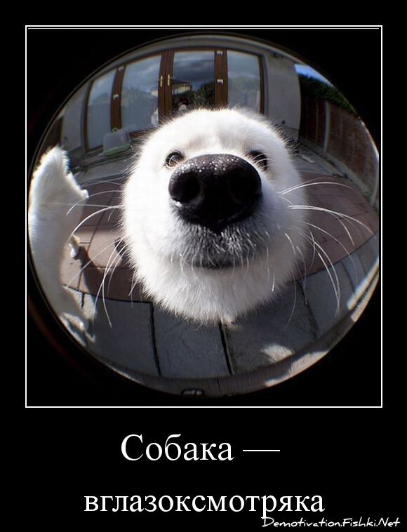 Собака — 