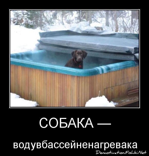 Собака —