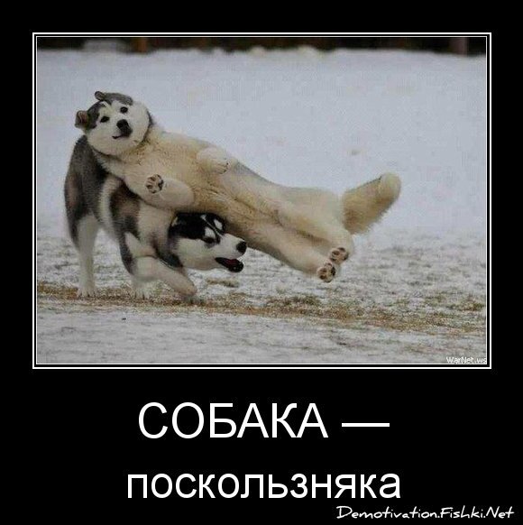 Собака —