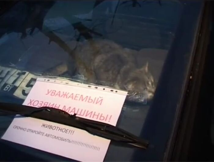 Кот стал заложником в автомобиле (2 видео)