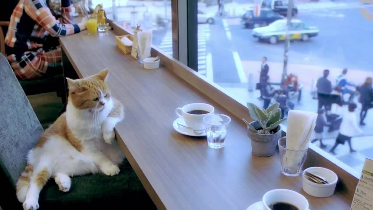Кот за столом