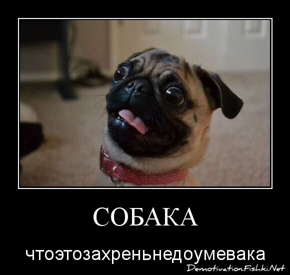 Собака