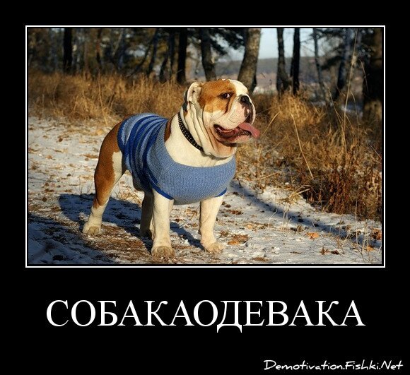 СОБАКАОДЕВАКА