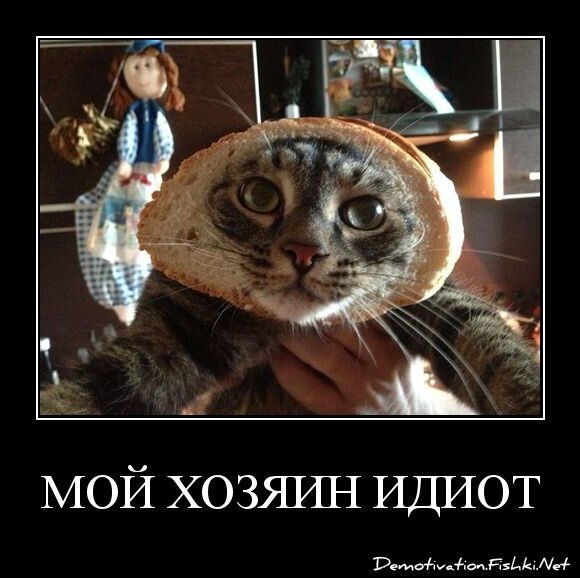 мой хозяин идиот