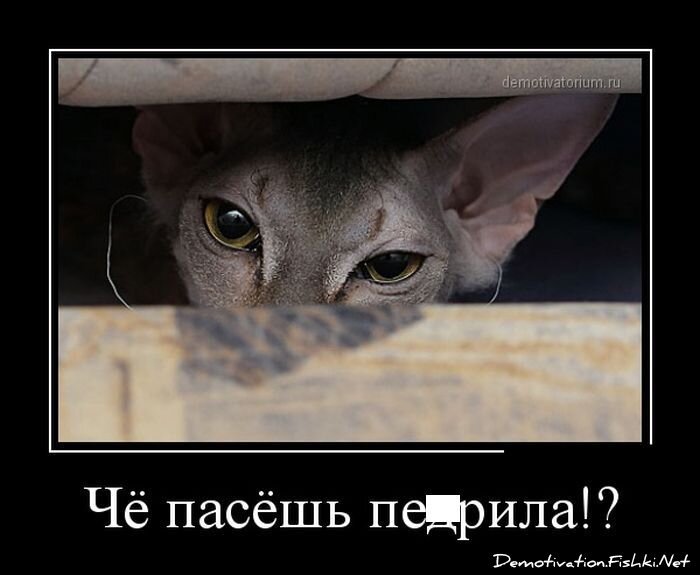 Смешной демотиватор от zubrilov за 08.02.2013 №145360