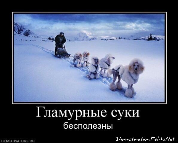 Смешной демотиватор от zubrilov за 20.02.2013 №146365