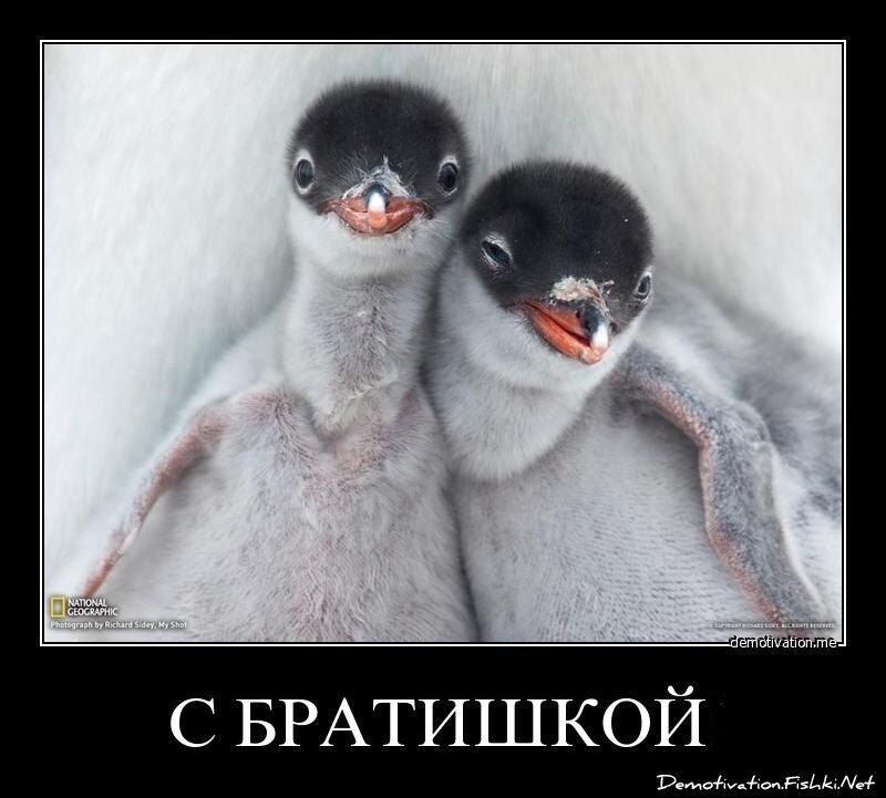 Смешной демотиватор от zubrilov за 20.02.2013 №146367