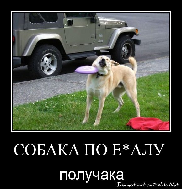 Собака по е*алу 
