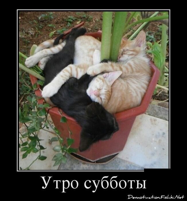 Смешной демотиватор от zubrilov за 25.02.2013 №147099