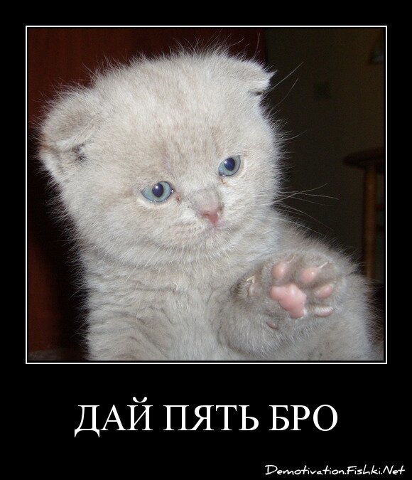 ДАЙ ПЯТЬ БРО