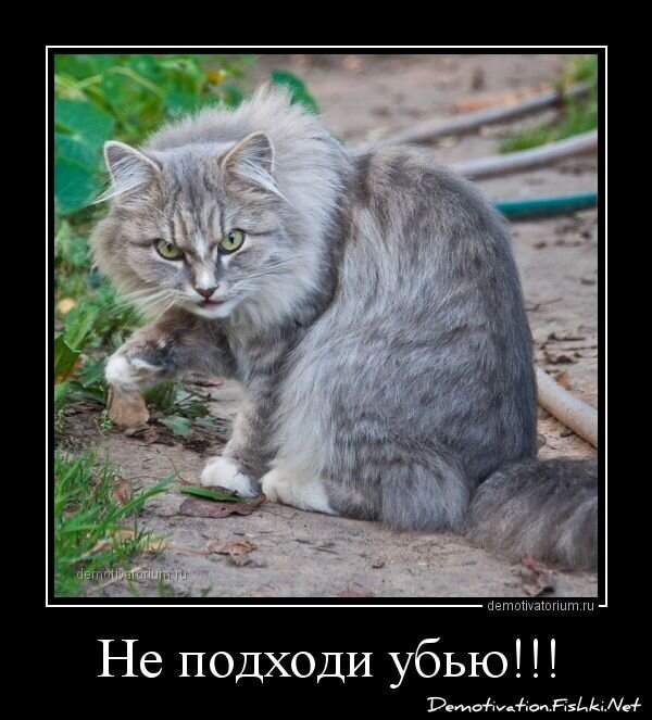 Смешной демотиватор от zubrilov за 01.03.2013 №148272