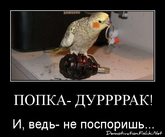 Попка- Дуррррак!