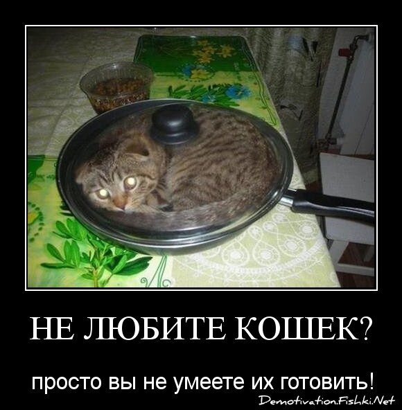 Не любите кошек?