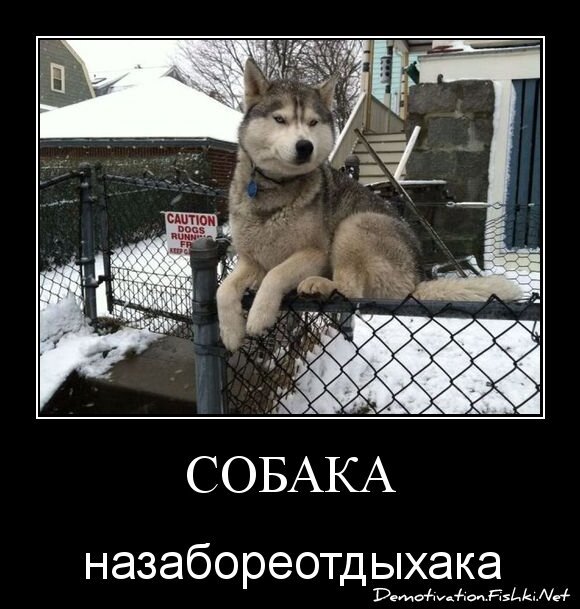Собака