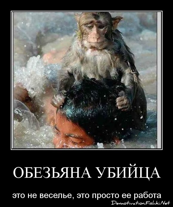 Обезьяна убийца