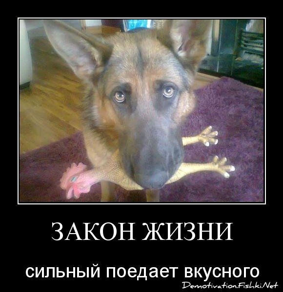 Закон жизни