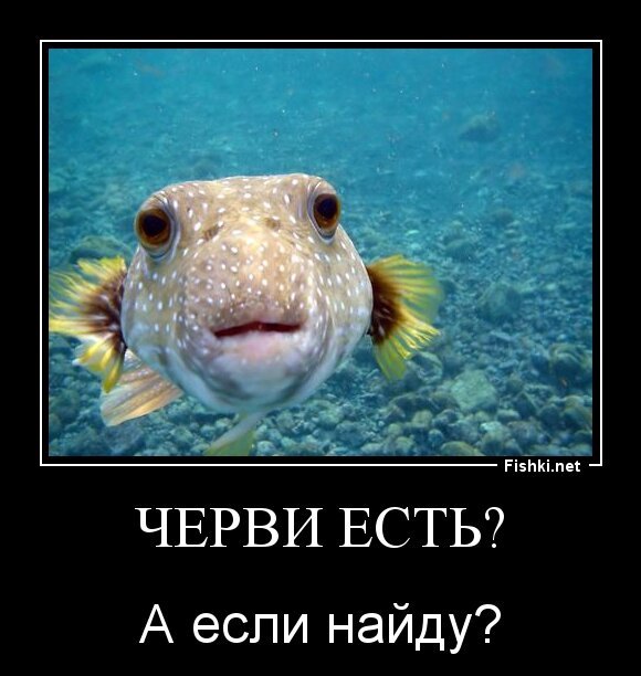 Черви есть?
