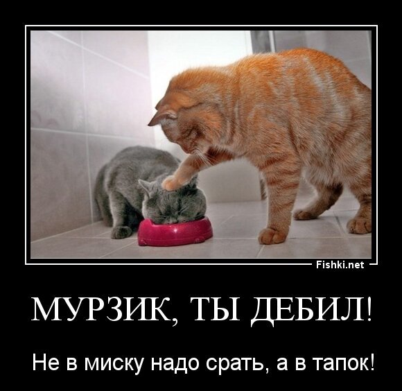 Мурзик, ты дебил!