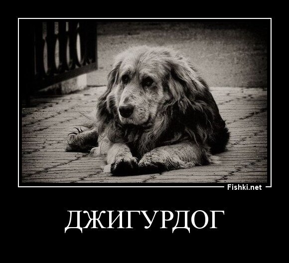 Джигурдог