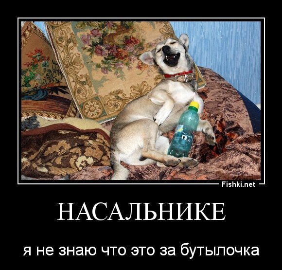 насальнике