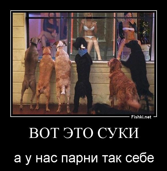вот это суки