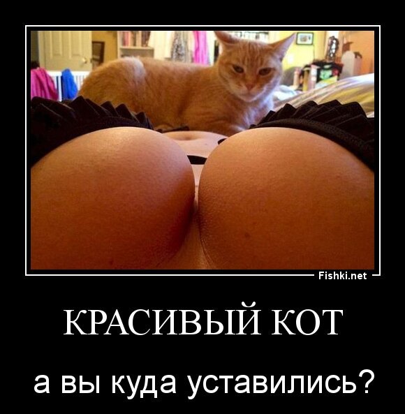 красивый кот
