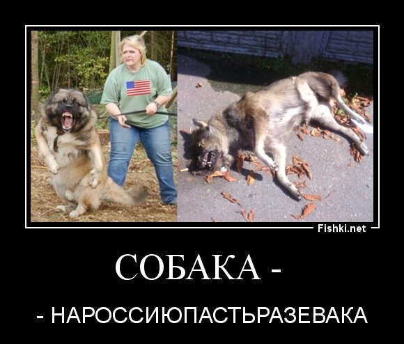 СОБАКА - 