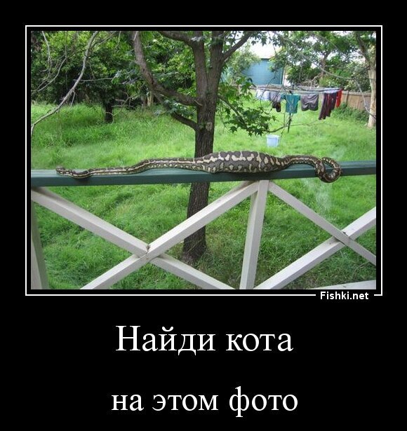 Найди кота