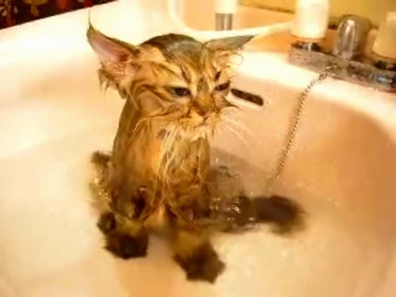 Кот моется в душе