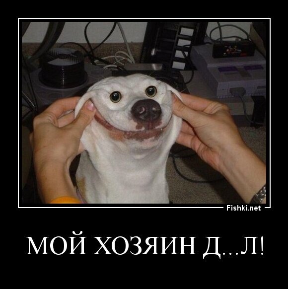 Мой хозяин д...л!