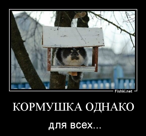 кормушка однако