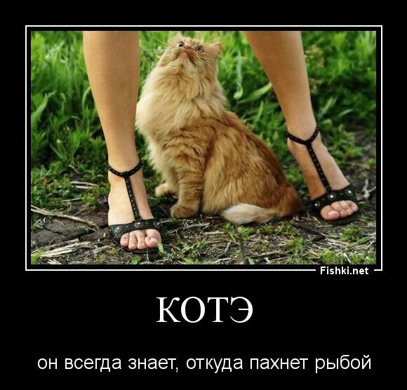 Котэ