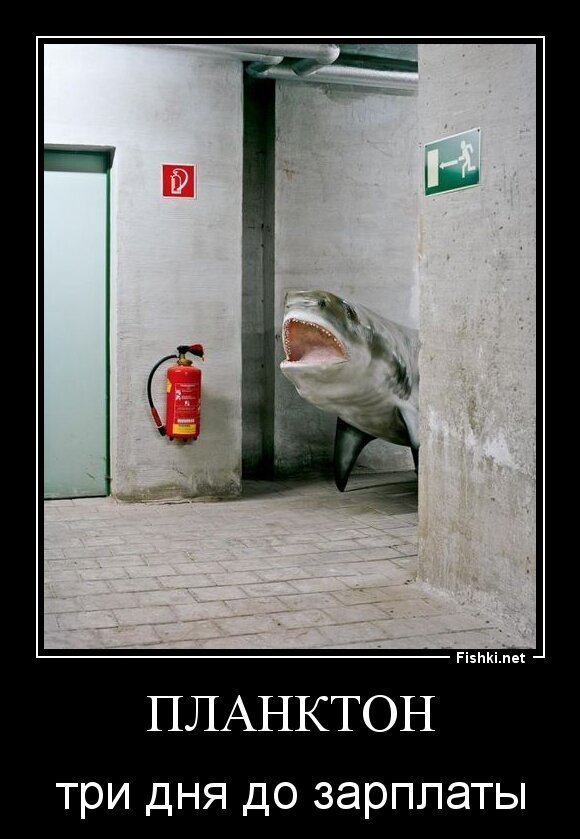планктон