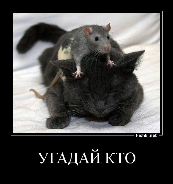 угадай кто