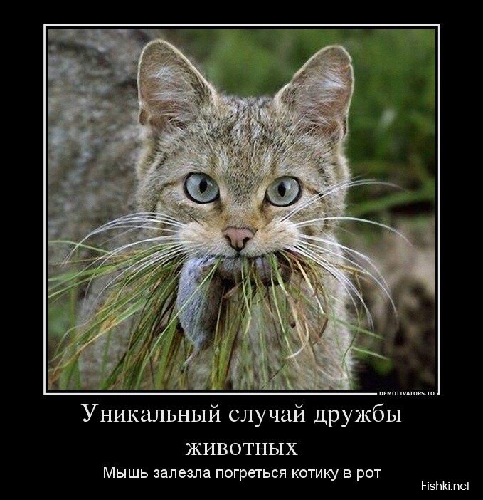 Смешной демотиватор от zubrilov за 17.04.2013 №153562