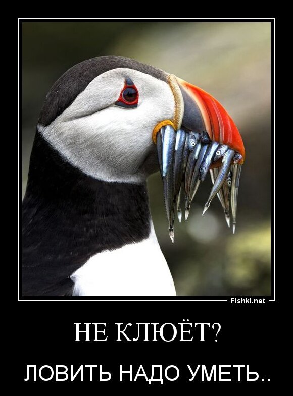 НЕ КЛЮЁТ?