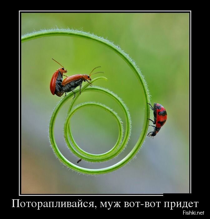 Смешной демотиватор от zubrilov за 19.04.2013 №153865