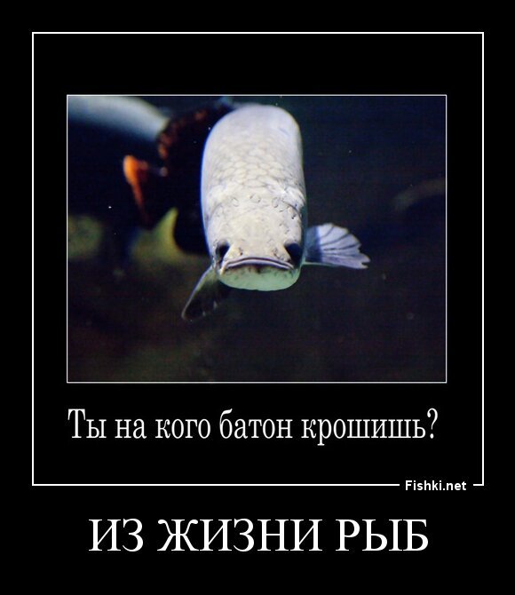 Из жизни рыб