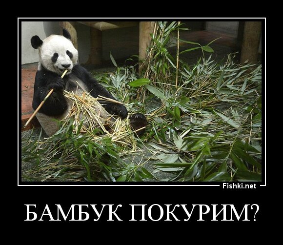 бамбук покурим?
