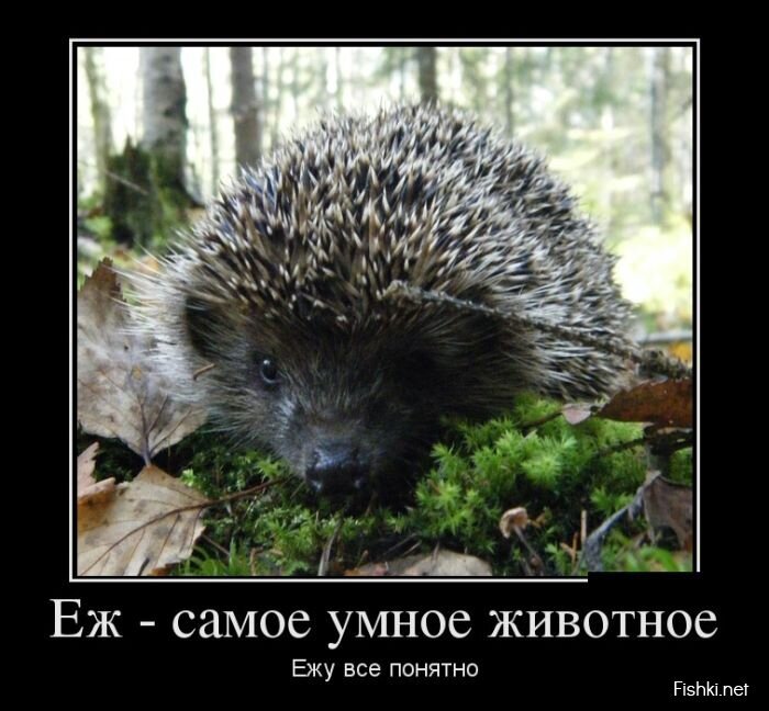 Демотиваторы, часть 371.